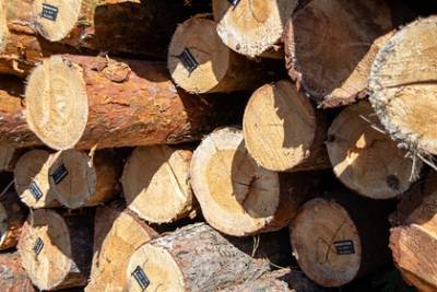 Украина поможет Европе согреться дровами