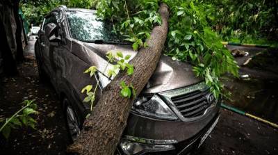 Природа против автомобиля: кто покроет ущерб?