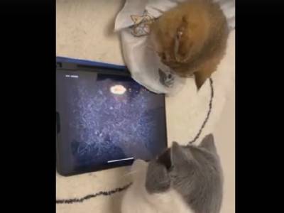 Коты, играющие в планшет, рассмешили пользователей Сети