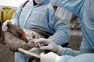 В УрФО зарегистрировано 13 очагов птичьего гриппа в четырех регионах