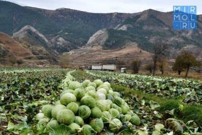 Власти Дагестана назвали продукты, по которым Дагестан не обеспечивает свои потребности