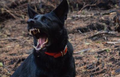 Вынесен приговор жителю Тверской области, который натравил собаку на человека