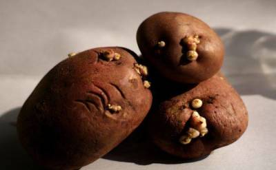 Как и где опытные дачники используют отросшие ростки картофеля - skuke.net