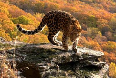 В Приморье заметили краснокнижного леопарда-новосела
