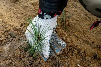 В Тульской области высадят десятки тысяч саженцев в рамках акции «Сохраним лес»
