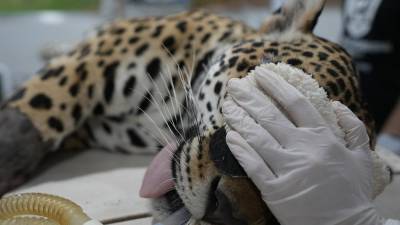В Бразилии спасают популяции ягуаров при помощи ЭКО