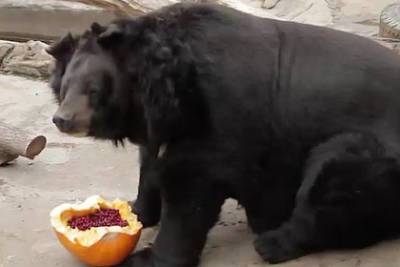 В Екатеринбургском зоопарке устроят день тыковки для животных