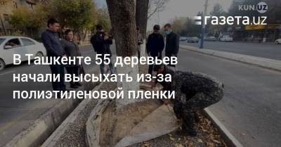 В Ташкенте 55 деревьев начали высыхать из-за полиэтиленовой пленки