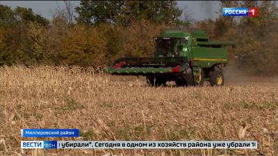 Благодаря восстановлению мелиорации на Дону стали получать рекордный урожай кукурузы