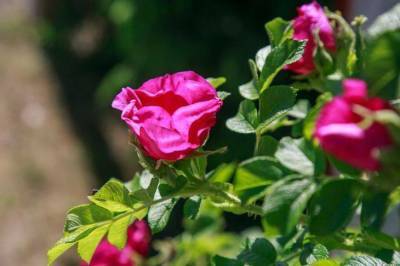 Нужно ли обрезать розы осенью: ошибки, которые делают дачники