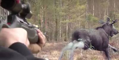 Житель Владимирской области заплатил более 500 тысяч рублей за убийство лося