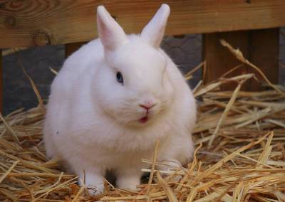 «Вкусно Кролик» из Приазовья ждет поддержки в конкурсе «Вкусы России»