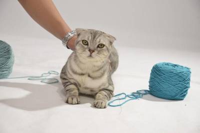 Клубок с пряжей – не игрушка для кошек и котят