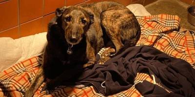 Разрывается сердце: приютский пёс Джо целыми днями лежит на стареньком свитере