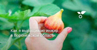 Как я выращиваю инжир в Воронежской области