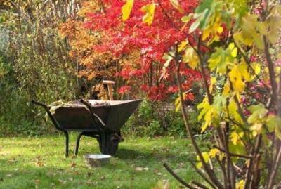 Что делать в саду и огороде в октябре: лунный календарь и советы экспертов