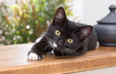 Учёные: Любовь котов к охоте вызвана инстинктом хищника - actualnews.org - Англия