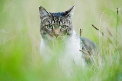 Ученые узнали зачем кошки охотятся
