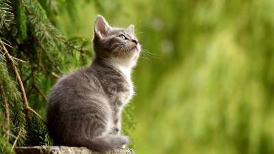 Ученые из Эксетерского университета оценили роль охоты в жизни кошек