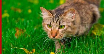 Зачем на самом деле охотятся домашние кошки, выяснили ученые