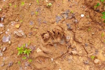 Грибники в Ивановской области все чаще сообщают об обнаруженных медвежьих следах