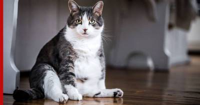 Почему толстеет кошка: как отличить упитанность от ожирения