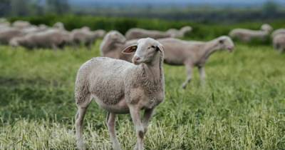 З ферми на Львівщині зникло стадо молодих овець