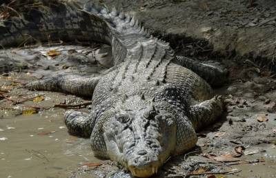 Новый вид древних родственников крокодилов нашли в Китае
