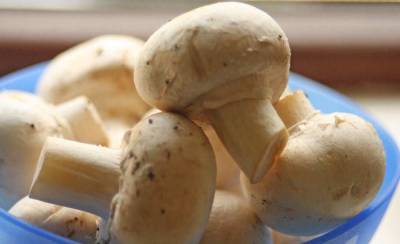 Диетологи рассказали о главных отличиях полезных и вредных грибов