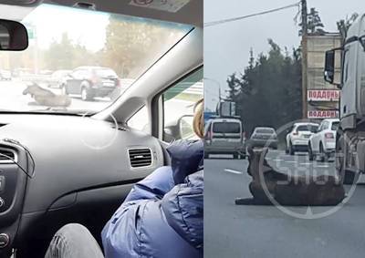 На Симферопольском шоссе обнаружили раненого лося