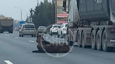 В Москве причиной пробки на шоссе стал раненый лось