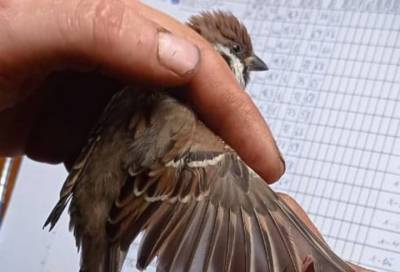 Ленинградские орнитологи показали очень "серьезную" птицу