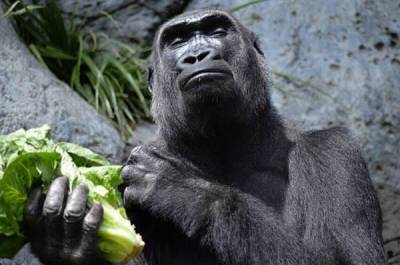 Как живут гориллы: 10 интересных повадок и привычек из жизни самых крупных обезьян - skuke.net - Интересно
