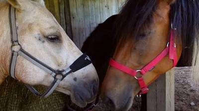 Счастливые лошади! Что они любят есть на завтрак помимо сена – эндорфины прилагаются (Видео)