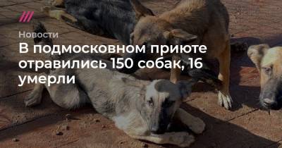 В подмосковном приюте отравились 150 собак, 16 умерли