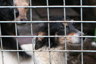 Прокуратура проверяет подмосковный приют, где отравились 150 собак