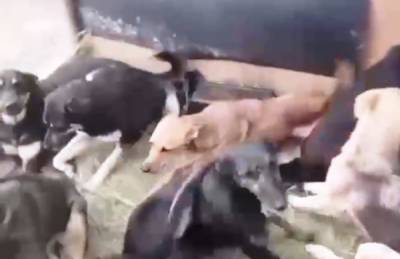 Владельцы приюта, где отравились 150 собак, рассказали об угрозах судом от производителя корма