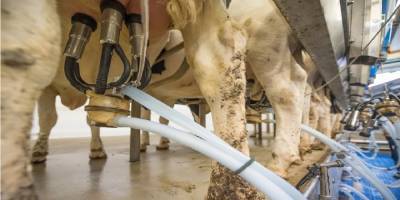 Кто виноват в нехватке молока – раввинат или плановая экономика?