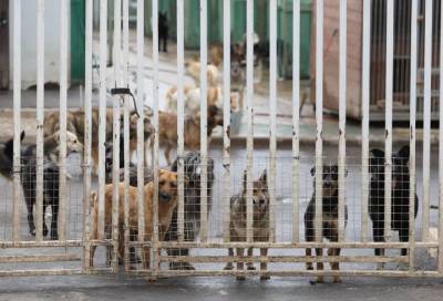 Около 150 собак отравились в приюте в Московской области