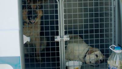 Около 150 собак отравились кормом в подмосковном приюте