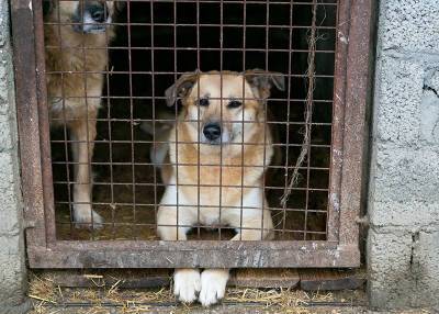 В приюте подмосковного Чехова парализовало 150 собак