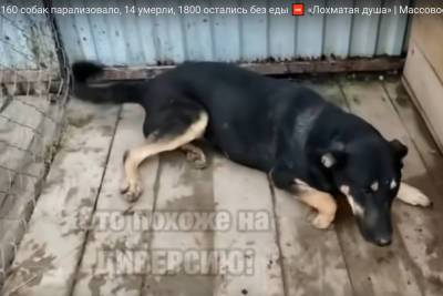 Прокуратура выяснит причину отравления собак в подмосковном Чехове