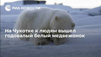 На Чукотке к людям вышел осиротевший годовалый белый медвежонок