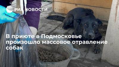 В Подмосковье 16 собак погибли из-за отравления, еще 160 животных парализовало