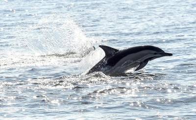 DR (Дания): 1 428 мертвых дельфинов раскололи фарерцев на два лагеря
