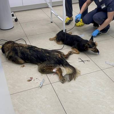 Липецкая зоозащитница в Подмосковье спасает отравившихся собак