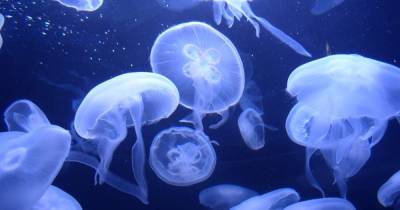 Холод не помеха: полчища медуз заняли порт в Одессе