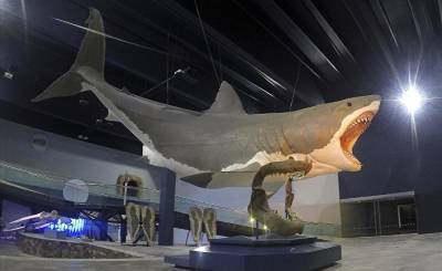 Videnskab (Дания): почему вымерла гигантская акула мегалодон?