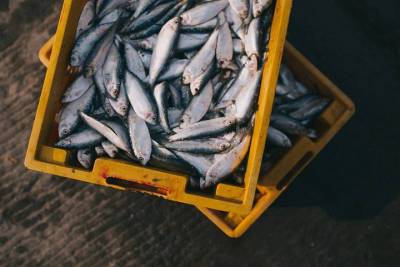 Около 5 тысяч тонн рыбы переработали в Томской области в 2021 году