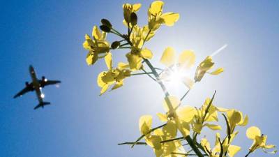 На Украине предложили заменить природный газ биотопливом